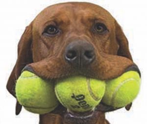 Boca Grande Club hosts party to save animal lives: The Tennis Ball item-thumbnail