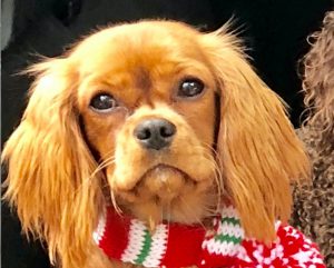 News flash! A ‘star’ is born … Boca Grande’s Dog Show has a bright new future contestant item-thumbnail