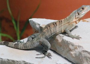 Lee County iguana panel now has four, possibly five members … Met and approved new fiscal year budget item-thumbnail