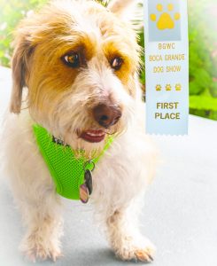 Boca Grande dogs take spotlight at Woman’s Club show Boca Grande dogs take spotlight at Woman’s Club show
