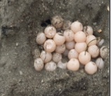 What does the beach renourishment project mean for our sea turtles? item-thumbnail
