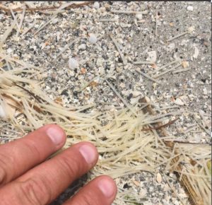 Is that spaghetti on the sand and in the water? Nope, it’s manatee grass item-thumbnail