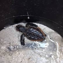 Crush the tiny turtle becomes a legend Crush the tiny turtle becomes a legend