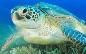 More green sea turtles nesting on the island item-thumbnail