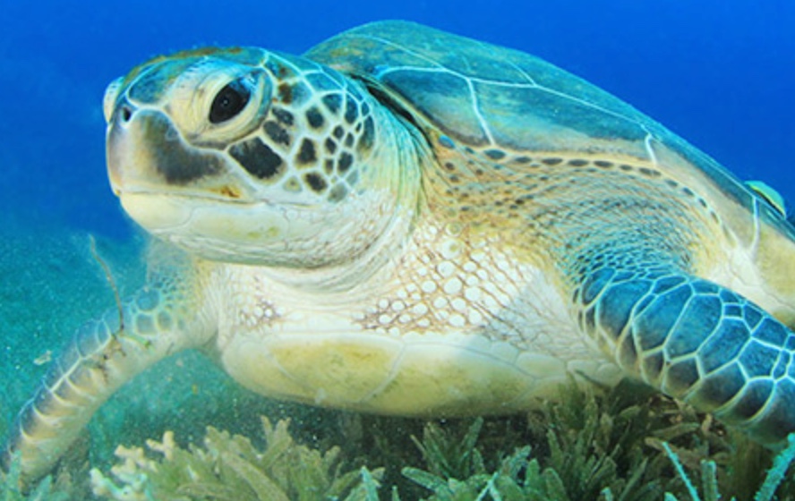 More green sea turtles nesting on the island | Boca Beacon