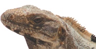 The case of the FWC and the iguana bloodlust item-thumbnail