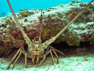 Pull out those masks, fins and dive flags: It’s ‘bug’ season again Pull out those masks, fins and dive flags: It’s ‘bug’ season again