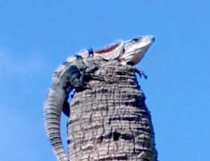 FWC admits they’ve slighted spiny-tails FWC admits they’ve slighted spiny-tails