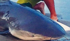 Keeping it simple when it comes to explaining new shore-based shark fishing rules Keeping it simple when it comes to explaining new shore-based shark fishing rules
