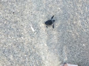 Looks like sea turtle nesting season is winding down Looks like sea turtle nesting season is winding down