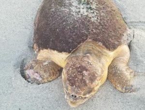 Update on Larissa the loggerhead item-thumbnail