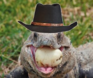 FWC to public: ‘This is not the Wild West’ item-thumbnail