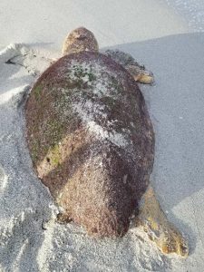 Several new hatches recorded this week by turtle patrol item-thumbnail