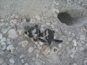 Sea turtle hatchlings rescued by patroller item-thumbnail