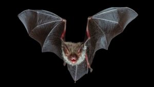 Learn about bats, get ready to get creepy! item-thumbnail