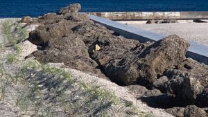 Lee County: Sowing our wild sea oats to save the dunes from destruction item-thumbnail