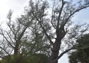 Australian pines to be taken down on Railroad Avenue, road closure scheduled item-thumbnail