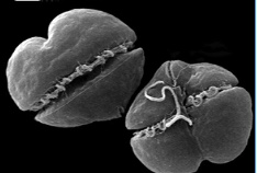 BIPS, Mote to hold red tide forum item-thumbnail