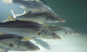 ‘Coffee with a Scientist’ features Dr. Locascio and snook recovery item-thumbnail