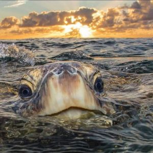 LETTER TO THE EDITOR: A special thank you to the BGWC for helping the turtles item-thumbnail