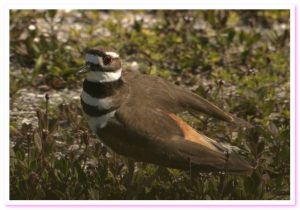 The saga of a family of killdeer The saga of a family of killdeer