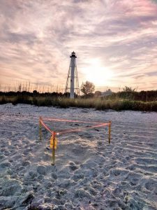 First four turtle nests found, prior to May 1 season opening item-thumbnail