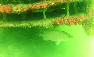 Mote Marine Laboratory ‘living docks’ thriving in Boca Grande Canals Mote Marine Laboratory ‘living docks’ thriving in Boca Grande Canals