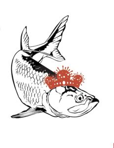 Calling all ‘Quarantine Queens’ … the time to fish is this weekend! item-thumbnail