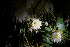 ‘Tis a rare flower that blooms in Southwest Florida The night-blooming cereus item-thumbnail