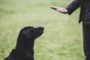 LETTER TO THE EDITOR: Essential behaviors class offered by Suncoast item-thumbnail