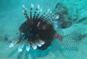 Call for vendors and divers for the 2020 Lionfish Festival in September, in Destin Call for vendors and divers for the 2020 Lionfish Festival in September, in Destin