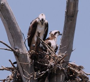 Osprey pole continues to be cause for concern item-thumbnail