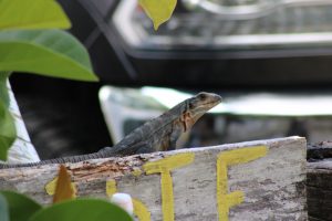 Maintaining the iguana population within limitations, George Cera ‘the iguana guy’ continues to monitor invasive islanders item-thumbnail