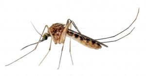Bzzz… zzz… Mosquito Control is hard at work to reduce that annoying buzz Bzzz… zzz… Mosquito Control is hard at work to reduce that annoying buzz