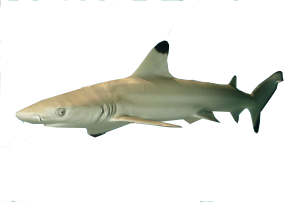 Feisty blacktip takes a chunk out of Iowa man’s arm in local waters item-thumbnail
