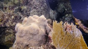 Mote Marine documents another first for corals in Florida Mote Marine documents another first for corals in Florida