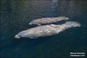 Celebrate Labor Day and International Manatee Day Celebrate Labor Day and International Manatee Day