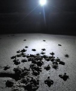 Code enforcement receives 15 turtle lighting complaints item-thumbnail