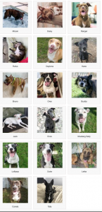 Suncoast among 160 shelters nationwide to reduce adoption fees during Bissell Foundation event item-thumbnail