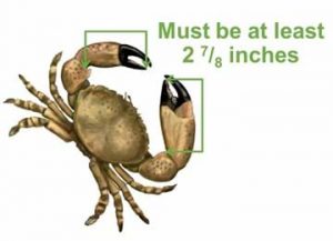 Florida Fish and Wildlife Conservation Commission updates stone crab rules item-thumbnail