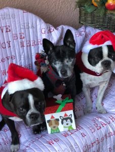 Keep those paws off the presents! Animal safety reminders for the holidays Keep those paws off the presents! Animal safety reminders for the holidays