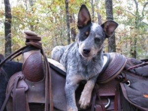 LETTER TO THE EDITOR: A message to island dogs who want to make history … dog owners, please relay this message to your dog item-thumbnail