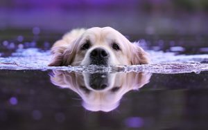 TO THE EDITOR: Many thanks to everyone who helped to save a dog in distress in a rip current item-thumbnail