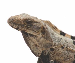 Charlotte County seeks north end residents to fill vacant ‘iguana board’ seats through October Charlotte County seeks north end residents to fill vacant ‘iguana board’ seats through October