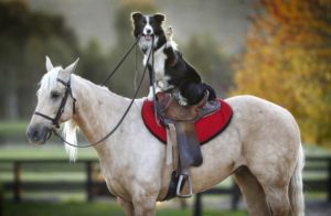 Time to saddle up and join the Dog-gone Wild West! item-thumbnail