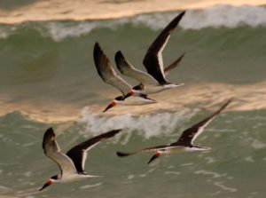 Shorebird nesting season has begun; please do your part to help keep them safe item-thumbnail