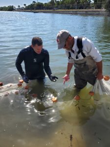 GICIA partners with Mote on acoustic tagging at Mercabo Cove item-thumbnail