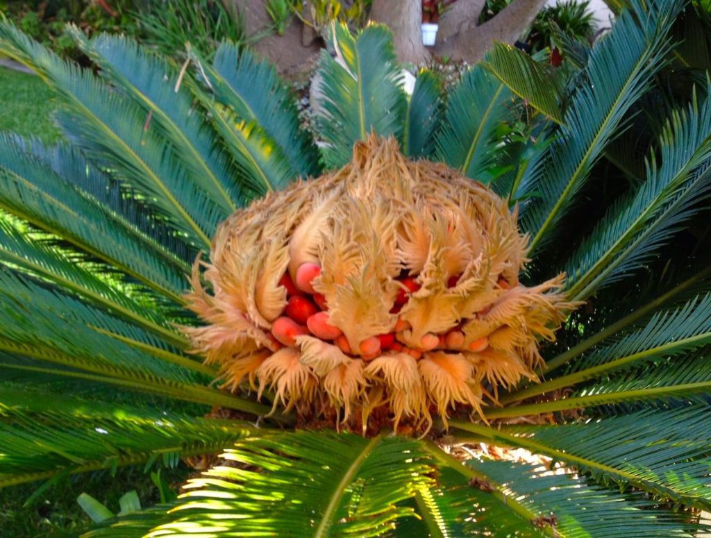 sago-palms-everywhere-on-the-island-but-deadly-to-pets-boca-beacon