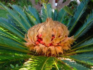 sago palms everywhere deadly pets island but palm pet aware nuts marcy owners fruit trees fall red