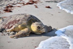 What to do with a 300-pound deceased sea turtle